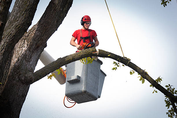 Best Tree Trimming and Pruning  in Marshfield, MO